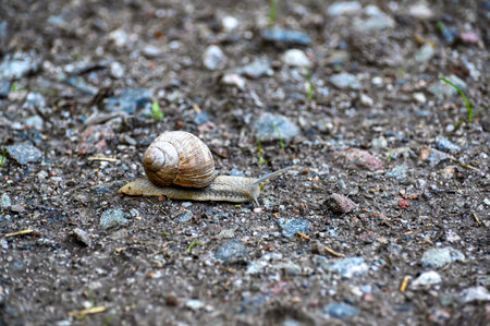 Closeup of Roman snail on gravel roadの写真素材