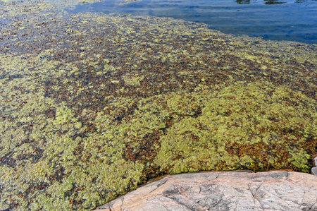 Algal bloom in the sea near Nykoping Swedenの写真素材