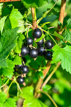 Blackcurrant bush with big tasty black berriesの写真素材