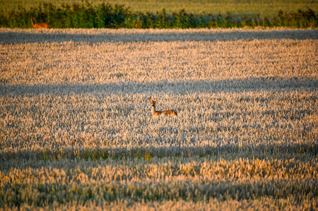 Roe deer in corn field in evening lightの写真素材