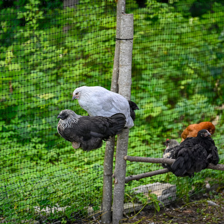 Poultry hens and rooster sitting on wooden sticks outdoorsの写真素材