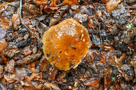 Mushroom growing through leaves a rainy dayの写真素材