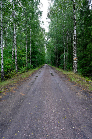 Straight gravel road through wood of birchesの写真素材