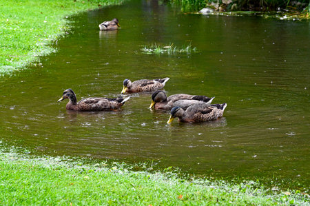 Mallards swimming in small pond near green grassの写真素材