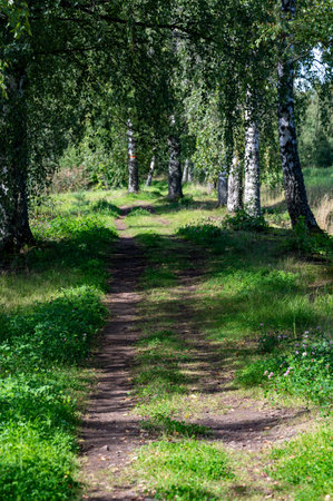 Straight narrow forest road trail Kumla Swedenの写真素材