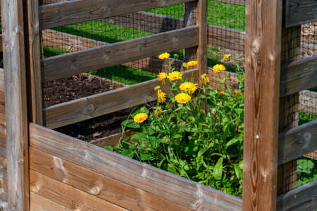 Yellow flowers growing in home made garden compostの写真素材