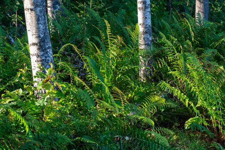 Morning light on green ferns and white birch trunksの写真素材