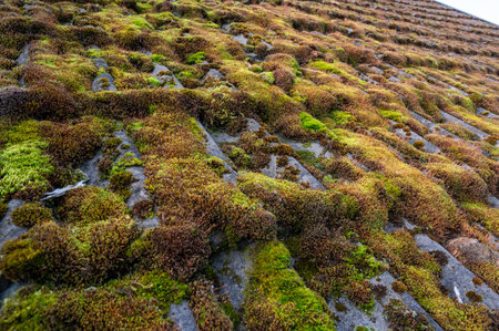 Moss covers roof tiles on house in Swedenの写真素材
