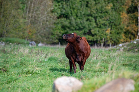 Cow outdoors in pasture eating green grassの写真素材