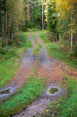 Forest road through a forest in Motala Swedenの写真素材