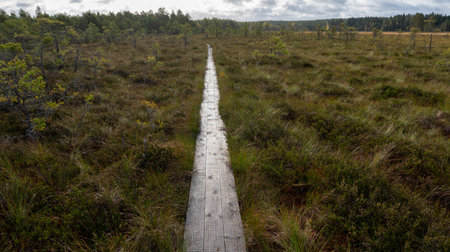 Wooden duck board span to help you over big bogの写真素材