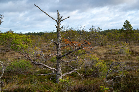 small myrtle pine tree in big bog Motala Swedenの写真素材