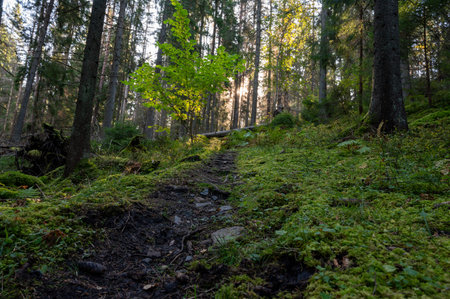 Narrow walking trail through forest full of mossの写真素材