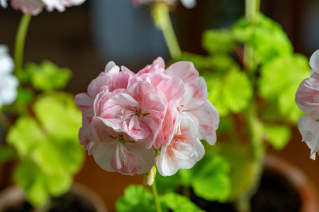 Closeup of pink and white Geranium flower indoors