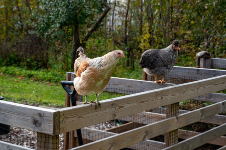 hen standing on garden compost Kumla Swedenの写真素材
