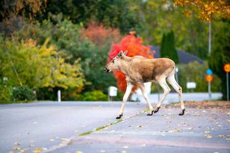 Moose calf crosses the road in Hallabrottet Kumla Swedenの写真素材
