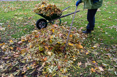 Wheelbarrow full of autumn colored leaves in gardenの写真素材