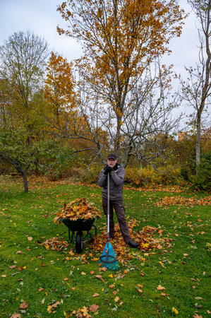 Swedish man raking leaves from green lawnの写真素材