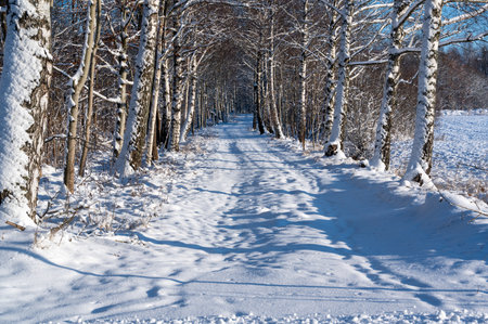 Narrow forest road covered in white beautiful snowの写真素材