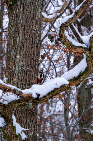 Female great spotted woodpecker on tree trunkの写真素材