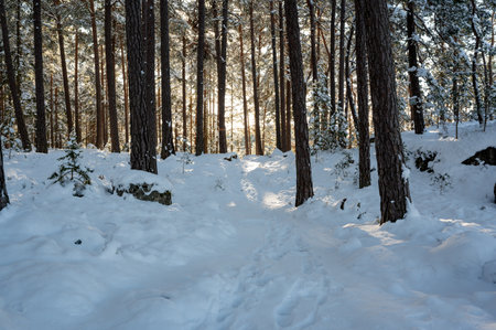 Backlight through trees down to trail in snowの写真素材
