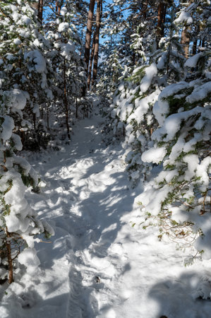 Backlight through trees down to trail in snowの写真素材