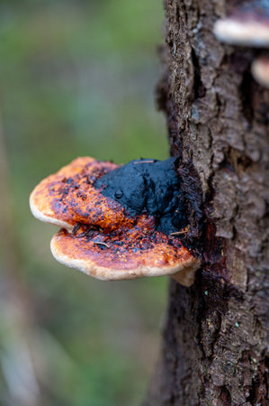 Red belted conk on dead fir tree