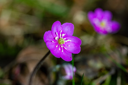 Hepatica nobilis Liverleaf in different colors Kumla Sweden