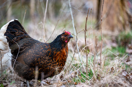 Free range hens in forest looking for food