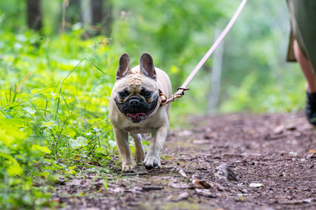 French bulldog out for a walk in leather leashの写真素材