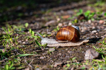 Roman snail Helix pomatia snailing away in Swedenの写真素材