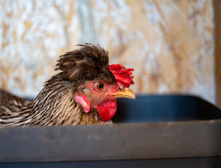 Hen indoor lays eggs for self cateringの写真素材