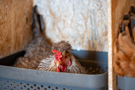 Hen indoor lays eggs for self cateringの写真素材