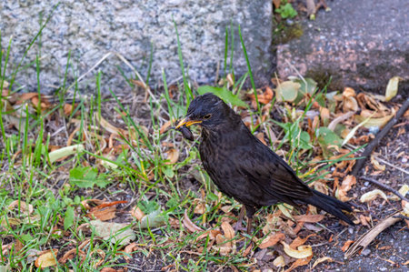 Common blackbird sitting in grass near stoneの写真素材
