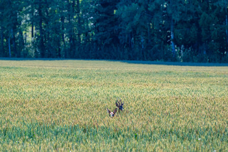 Roe deer in agriculture field Motala Sweden