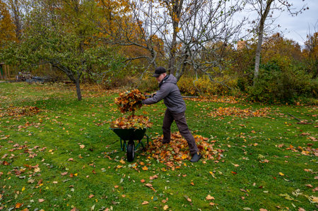 Swedish man raking leaves from green lawnの写真素材