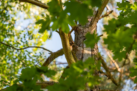 Woodpecker hiding high up in tree with leavesの写真素材