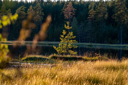 Beautiful evening light over small woodland lakeの写真素材