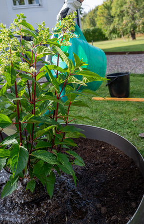 Person watering newly planted bush in gardenの写真素材