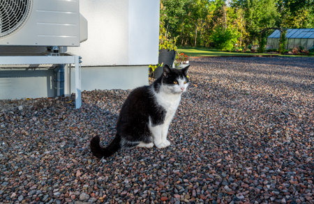 Cat sitting infront of house and air source heat pumpの写真素材