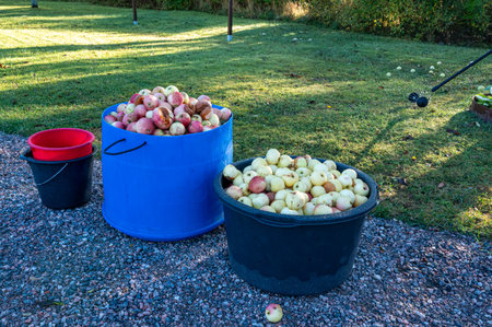 fallen apples collected in containers in autumn gardenの写真素材
