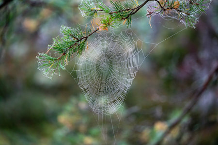 dewy spider web hanging from pine branchの写真素材