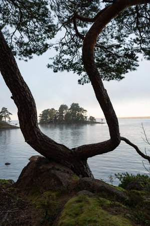 View through split tree infront of lake Vattern Motala Swedenの写真素材