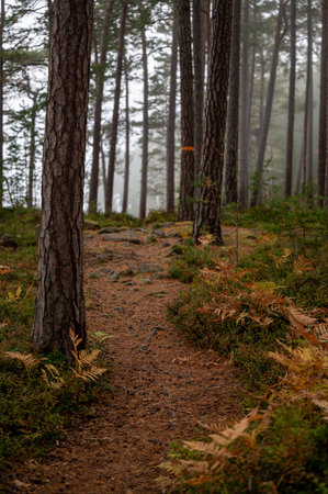 Morning walk through fog on Ostgota trail near Motala Swedenの写真素材