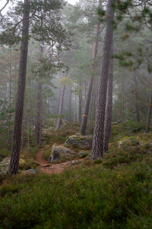 Morning walk through fog on Ostgota trail near Motala Swedenの写真素材