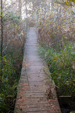 Span leading out to island through reedの写真素材