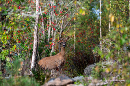 Cute rod deer watching and listening alertの写真素材