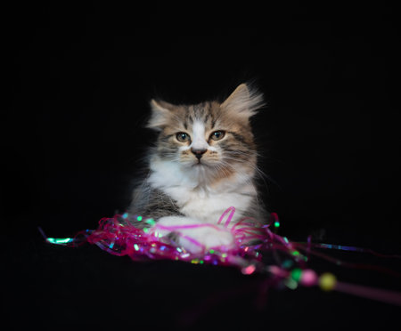 Sibirian cat photographed in front of black backgroundの写真素材