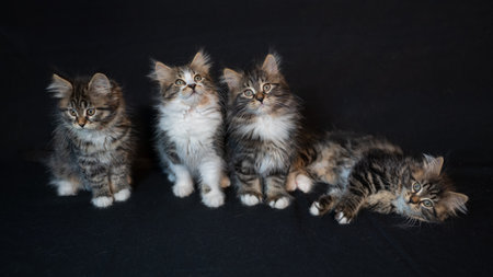 Sibirian cat photographed in front of black backgroundの写真素材