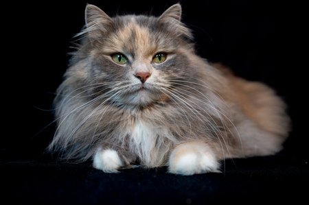 Sibirian cat photographed in front of black backgroundの写真素材